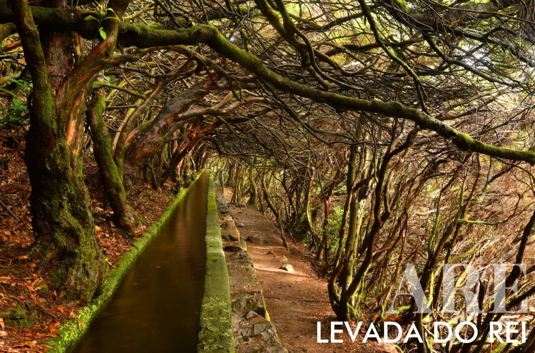 <strong>Levada do Rei</strong> est un sentier de 5,3 km (10,6 km aller-retour) sur l'île de Madère. Il faut environ 3 heures et 30 minutes pour le compléter et il est de <strong>difficulté moyenne</strong>. Le sentier commence à la station de traitement des eaux de Quebradas, à São Jorge, et traverse une forêt exotique et les <strong>paysages agricoles de São Jorge et Santana</strong>. En chemin, vous pouvez voir des tunnels formés par une végétation diversifiée. Le point culminant est l'arrivée à Ribeiro Bonito, un sanctuaire naturel avec une végétation dense de forêt de Laurissilva. Le sentier se termine au moulin à eau de São Jorge, un moulin historique encore en activité qui broie les céréales cultivées dans la région.